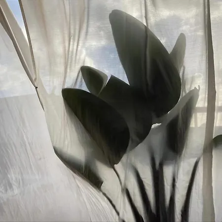 Tabaiba Lanzarote فيلة بلايا بلانكا